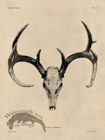 Tan Bones 08 White Tail